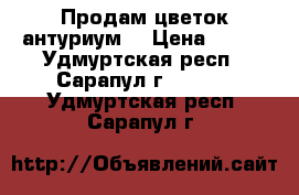 Продам цветок антуриум. › Цена ­ 450 - Удмуртская респ., Сарапул г.  »    . Удмуртская респ.,Сарапул г.